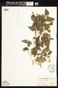 Nepeta cataria image