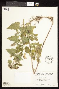 Nepeta cataria image