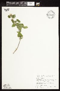 Nepeta cataria image