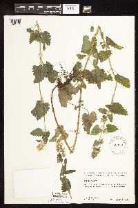 Nepeta cataria image