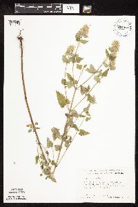 Nepeta cataria image