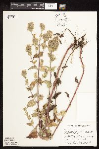 Nepeta cataria image