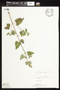 Nepeta cataria image