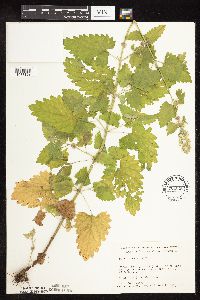 Nepeta cataria image