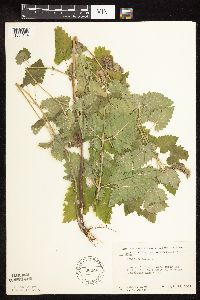 Nepeta cataria image