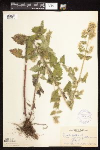 Nepeta cataria image