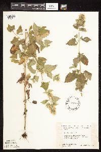 Nepeta cataria image