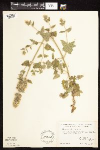 Nepeta cataria image