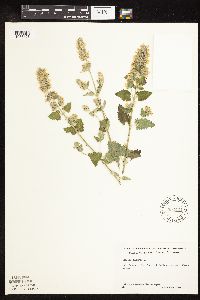 Nepeta cataria image