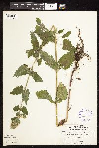 Nepeta cataria image