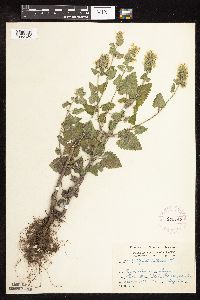 Nepeta cataria image