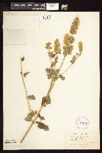 Nepeta cataria image