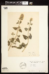 Nepeta cataria image