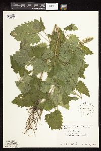 Nepeta cataria image