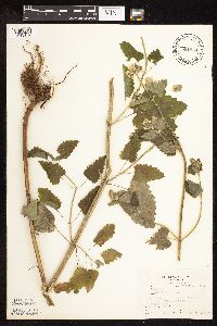 Nepeta cataria image