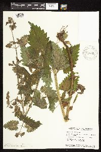 Nepeta cataria image