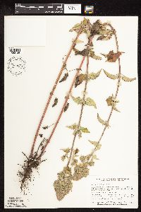 Nepeta cataria image