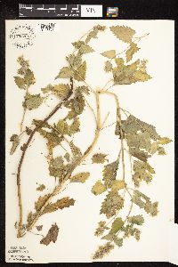 Nepeta cataria image