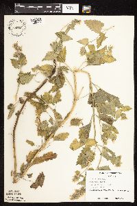 Nepeta cataria image