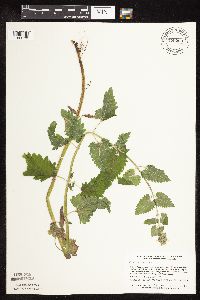 Nepeta cataria image