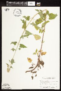 Nepeta cataria image