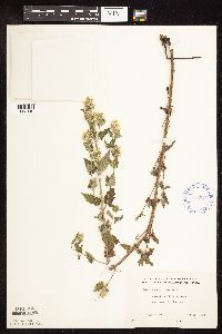 Nepeta cataria image