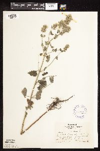 Nepeta cataria image