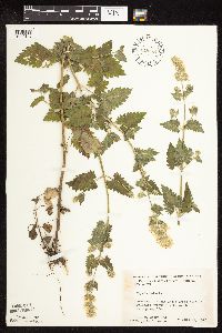 Nepeta cataria image