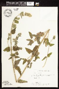 Nepeta cataria image
