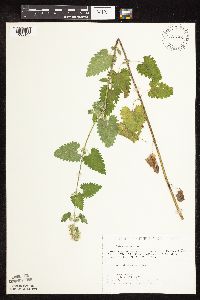 Nepeta cataria image