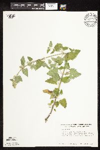 Nepeta cataria image