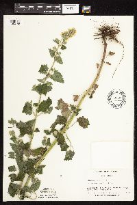 Nepeta cataria image