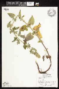 Nepeta cataria image