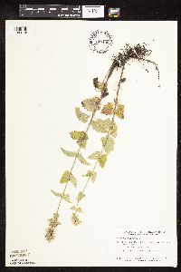 Nepeta cataria image