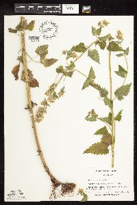 Nepeta cataria image