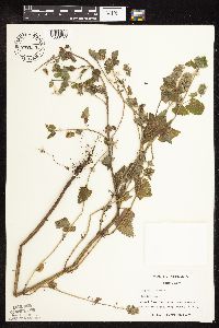 Nepeta cataria image