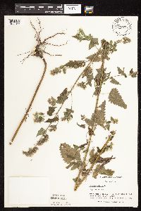 Nepeta cataria image