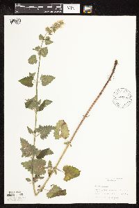 Nepeta cataria image