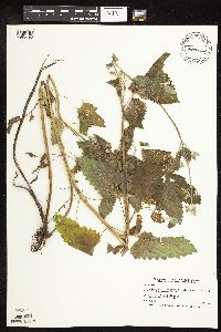 Nepeta cataria image