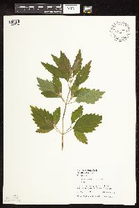 Nepeta cataria image