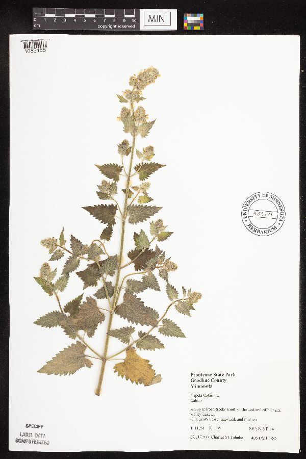 Nepeta cataria image