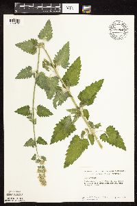 Nepeta cataria image