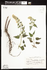 Nepeta cataria image