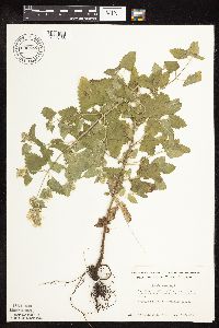 Nepeta cataria image