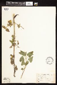 Nepeta cataria image