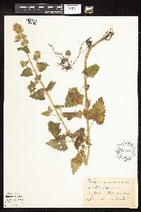 Nepeta cataria image