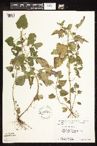 Nepeta cataria image