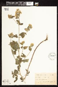 Nepeta cataria image