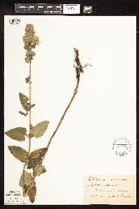 Nepeta cataria image