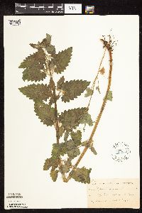 Nepeta cataria image